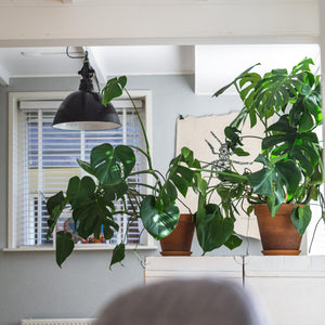 Do houseplants absorb car fumes?